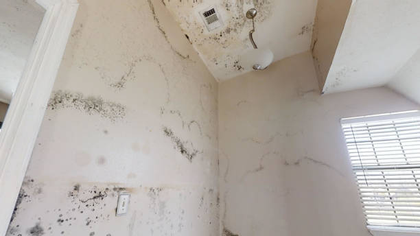 Best Black Mold Removal  in Andrews, NC