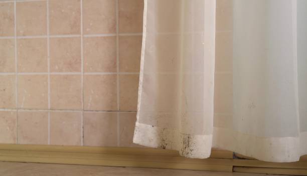 Best Water Damage & Mold Remediation  in Andrews, NC
