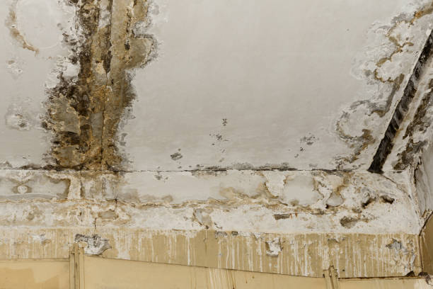 Best Residential Mold Inspection & Testing  in Andrews, NC
