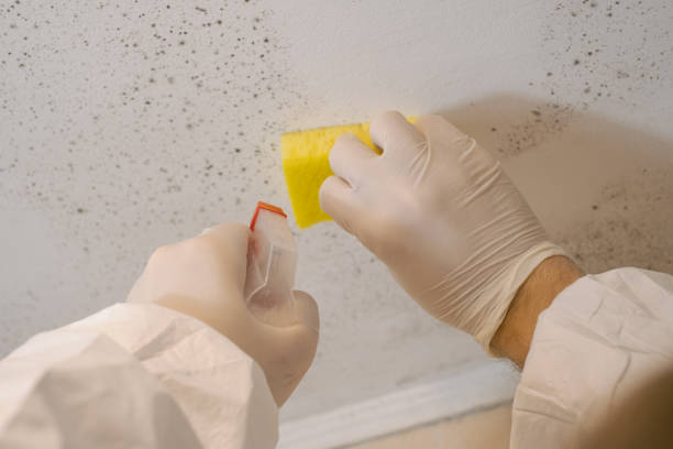 Best Post-Construction Mold Inspection  in Andrews, NC