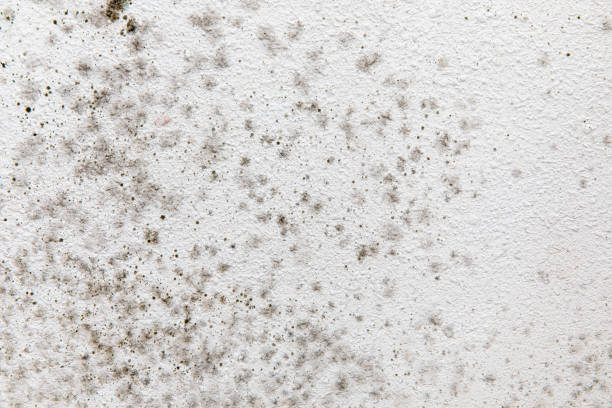 Best Biohazard Mold Removal  in Andrews, NC