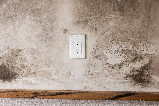 Mold Remediation for Rental Properties in Andrews, NC